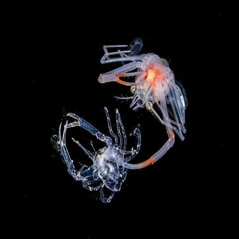 Jialing Cai/ Ocean Photographer of the Year As larvae, crabs drift in the water column undergoing multiple stages of metamorphosis (Credit: Jialing Cai/ Ocean Photographer of the Year)