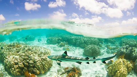 Getty Images Divers around Ishigaki are helping scientists track sharks by logging sightings and photographs (Credit: Getty Images)
