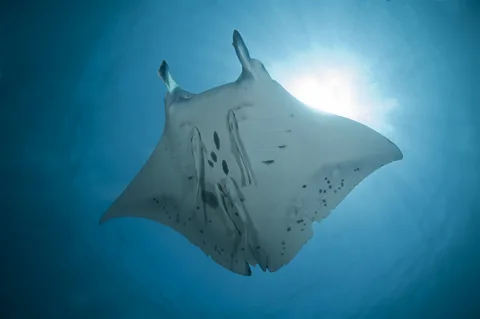 Getty Images Each manta ray's underside is unique, allowing researchers to identify and track individuals over time (Credit: Getty Images)