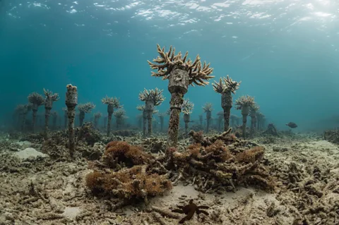 Jay Clue Coral fragments are being grown on underwater structures as part of Onna Village's reef restoration efforts (Credit: Jay Clue)