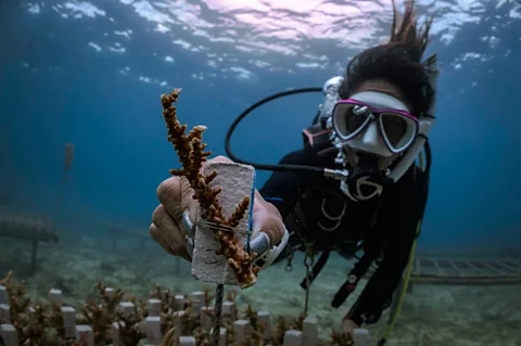 Jay Clue Volunteers are helping regrow damaged reefs, restoring habitats for Okinawa's sharks, rays and other marine life (Credit: Jay Clue)