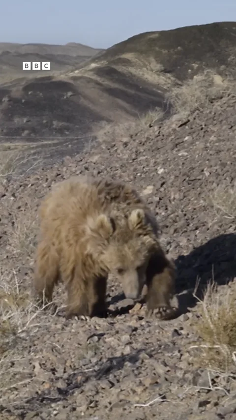 Gobi Bear