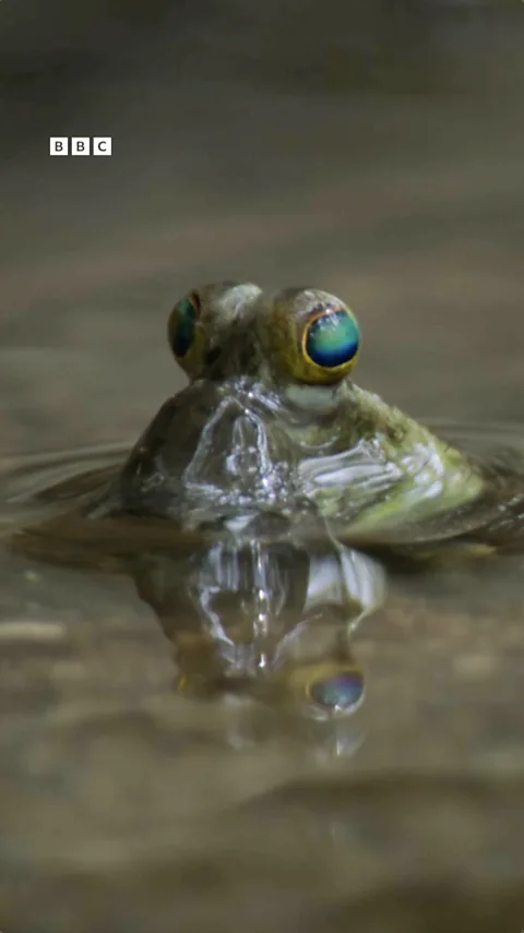 Mud Skipper