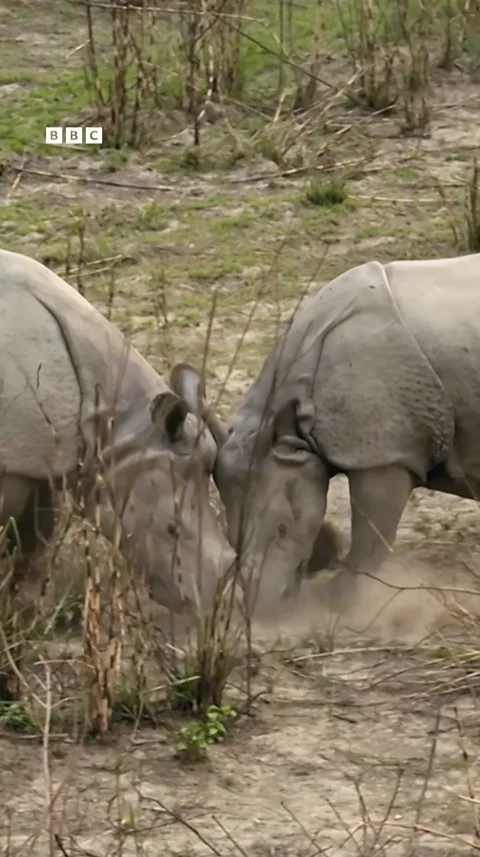 Rhinos