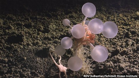 More than 1,000 marine species discovered in the past year 过去一年发现逾千个海洋新物种