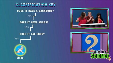 Image of a classification key. It begins: does it have a backbone? Yes. Does it have wings? Yes. Does it lay eggs? Yes. It shows an image of a bird. The Horrible Science logo is in the bottom right corner. 