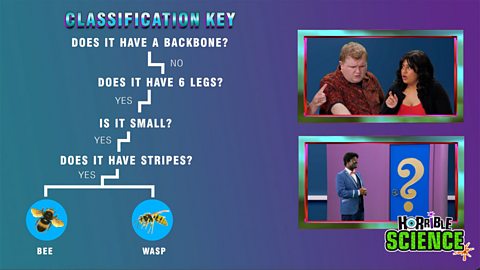 Image of a classification key. It begins: does it have a backbone? No. Does it have 6 legs? Yes. Is it small? Yes. Does it have stripes? Yes. It shows two images of a bee and a wasp. The Horrible Science logo is in the bottom right corner. 
