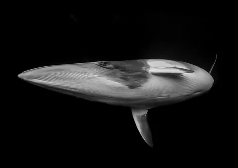 Marcia Riederer/ Ocean Photographer of the Year A black-and-white photo of a dwarf minke whale, pictured against a black ocean. The whale is slightly tilted, showing its belly and one eye which looks directly to the camera (Credit: Marcia Riederer/ Ocean Photographer of the Year)