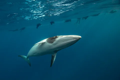 Marcia Riederer/ Ocean Photographer of the Year Dwarf minke whales are incredibly curious about people (Credit: Marcia Riederer/ Ocean Photographer of the Year)