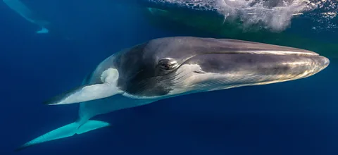 Marcia Riederer/ Ocean Photographer of the Year The Great Barrier Reef is the only place where dwarf minke whales are known to congregate each year (Credit: Marcia Riederer/ Ocean Photographer of the Year)
