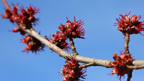 A close-up image of the branch of a maple tree. it is dotted with red flower-like buds and is set against a bright blue sky.
