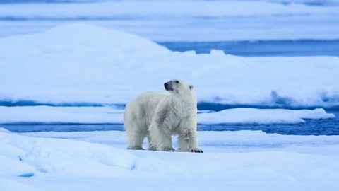 A landscape image of Antarctica, with bright white snow and ice set against a grey sky and sea. In the foreground, a polar bear stands ready to hunt, looking away from the camera.