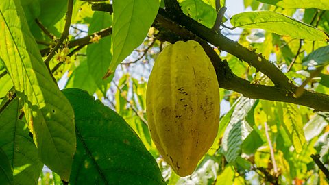 A close-up image of the pod of a cacao tree. It is oval-shaped and pale yellow. It hangs from a branch with green leaves all around it. 