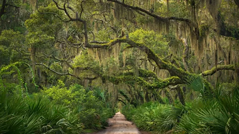 Getty Images Cumberland is a protected National Seashore and is almost entirely wild (Credit: Getty Images)