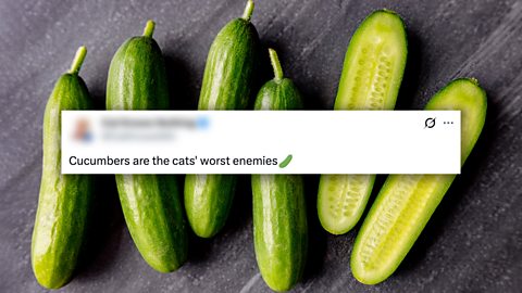 A tweet suggesting cats are scared of cucumbers.