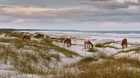 Getty Images Wild, feral horses live on Cumberland Island (Credit: Getty Images)