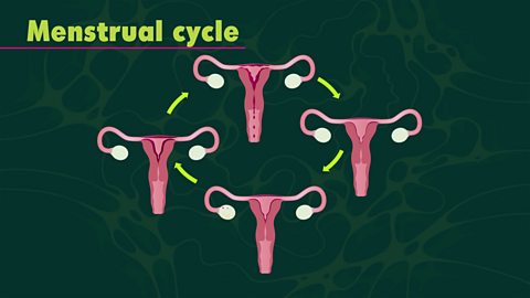 A diagram of the menstrual cycle showing the female reproductive system and changes in the uterine lining at different phases of the cycle. 