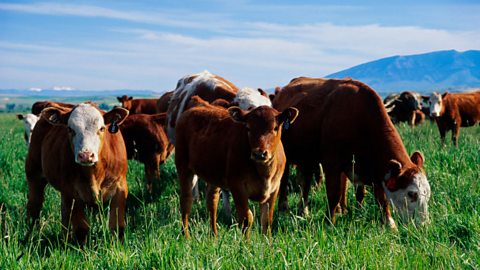 A landscape image shows a herd of cattle in a green field against a blue sky. In the foreground are three brown cows and their calves. Some are grazing while one looks at the camera.