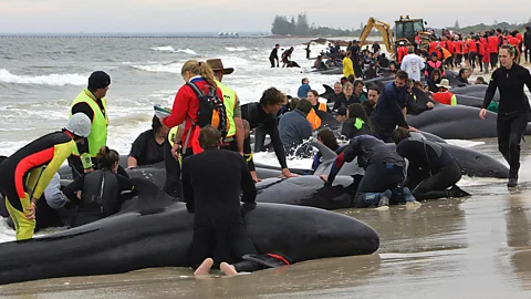 Getty Images Volunteers try to save over 100 false killer whales beached in Australia in 2005 (Credit: Getty Images)