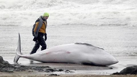 Getty Images A woman dressed in waterproof clothes and wearing a yellow hat stands next to a stranded whale lying on its side on a beach as waves crash in the background (Credit: Getty Images)