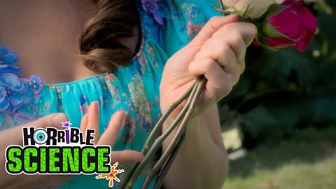 Miss Cleverley holding and pointing at the stems of roses.