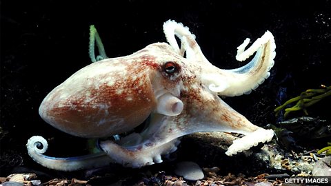 What happens when octopuses take over 章鱼 “入侵” 给英国渔民带来新问题