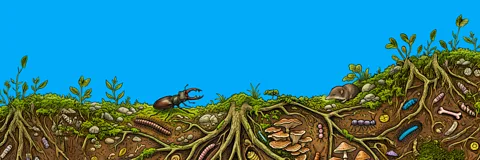 Deep Down and Dirty: The Science of Soil