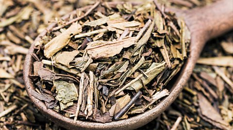 A wooden spoon full of brown hojicha tea leaves