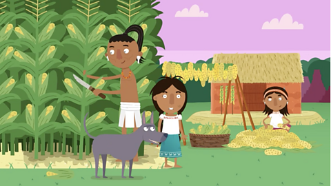Cartoon image of a Maya farmer cutting corn, Jade standing next to her dog and her mother organising the corn.
