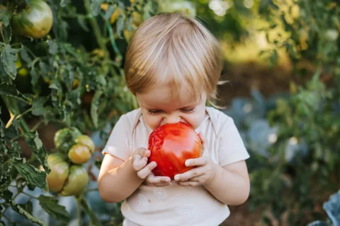 Getty Images A young boy holding a large tomato to their mouth while trying to take a bite (Credit: Getty Images)