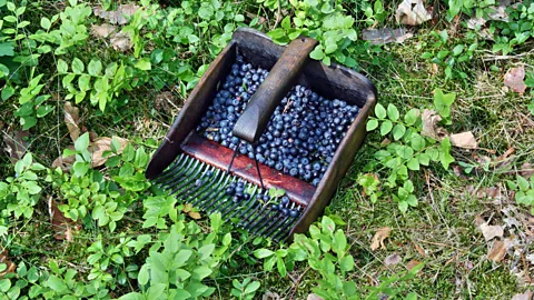 Alamy Each summer in Poland, the jagoda is the season's most anticipated berry (Credit: Alamy)