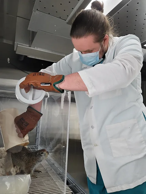 Kelly Drew/University of Alaska Fairbanks PhD student Nick Clark of the University Alaska Fairbanks observes an Arctic ground squirrel (Credit: Kelly Drew/University of Alaska Fairbanks)