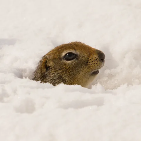 Alamy The Arctic ground squirrel spends most of the cold winter months deep in hibernation (Credit: Alamy)