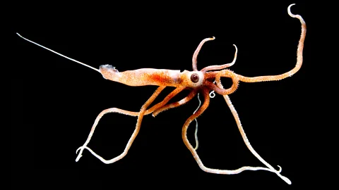 Dante Fenolio/ Science Photo Library A small orange squid with long, thin legs and one visible eye against a black background (Credit: Dante Fenolio/ Science Photo Library)