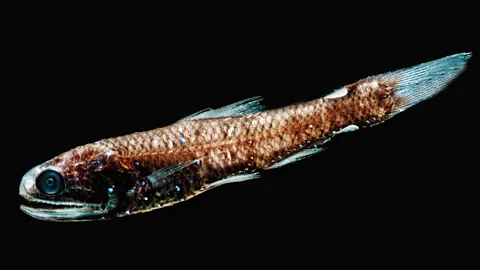 Dante Fenolio/ Science Photo Library Bioluminescent lanternfish account for 60% of all deep-sea fish and make up a huge proportion of the deep scattering layer (Credit: Dante Fenolio/ Science Photo Library)