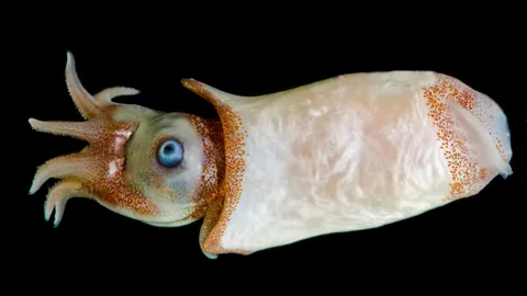 Dante Fenolio/ Science Photo Library Just 7cm (2.8in) long, Ram's horn squid migrate from depths of up to 1,000m (3,280ft) to the ocean surface every night (Credit: Dante Fenolio/ Science Photo Library)