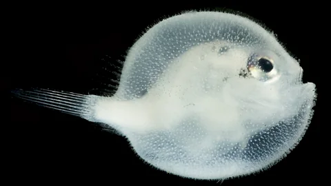Dante Fenolio/ Science Photo Library About the size of a pea, this baby sea toad is one of trillions of sea creatures to swim hundreds of metres everyday (Credit: Dante Fenolio/ Science Photo Library)