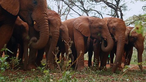 A herd of elephants grazing together in an African forest