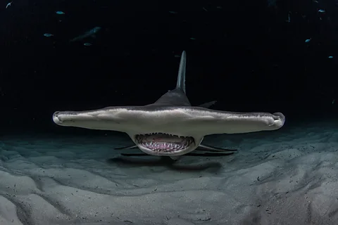 Larsvon Ritter Zahony/ Ocean Image Bank Hammerheads are like living metal detectors. Electroreceptors on their flat heads allow them to sense prey hiding under sand (Credit: Larsvon Ritter Zahony/ Ocean Image Bank)