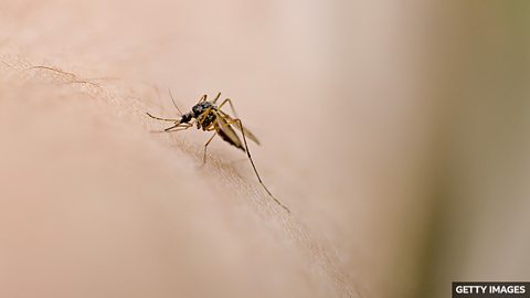 Why some people are mosquito magnets 为什么有的人更容易招蚊子咬