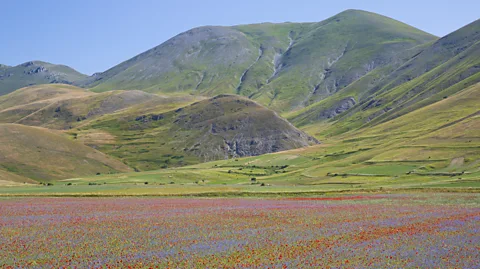 Elisabetta Abrami A field covered in of red, blue and lilac lentil bloom beneath hills (Credit: Elisabetta Abrami)