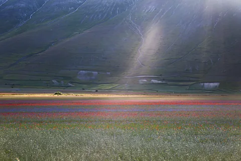 Elisabetta Abrami (Credit: Elisabetta Abrami)