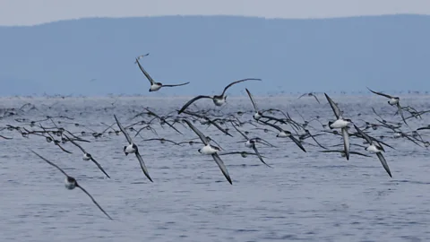 Ben Metzger/ Hellenic Ornithological Society/ BirdLife Greece A flock of Yelkouan shearwaters fly near Gyaros (Credit: Ben Metzger/ Hellenic Ornithological Society/ BirdLife Greece)