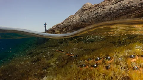 Georgios Oikonomidis/ HCMR Cystoseira algae germlings are now planted around Gyaros to restore its shallow algal forests (Credit: Georgios Oikonomidis/ HCMR)