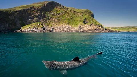 Alamy A basking shark swims in the waters near a a crag by the sea in Ireland (Credit: Alamy)