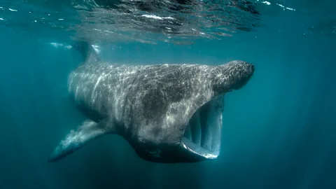 Alamy Basking sharks are mammoth, elusive and endangered (Credit: Alamy)