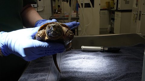 London Zoo soon to allow visitors to watch vets at work 伦敦动物园即将允许参观者观看兽医工作