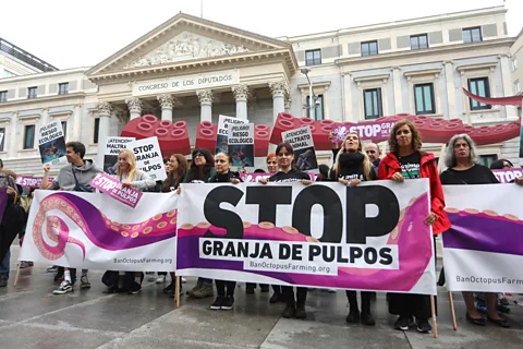 Getty Images Nueva Pescanova's octopus farming project was met with widespread opposition from the outset (Credit: Getty Images)