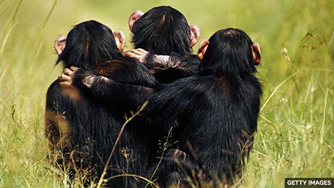 Chimpanzees build trust through touch 黑猩猩通过肢体接触建立信任