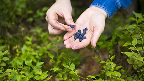 Alamy Each summer in Poland, the jagoda is the season's most anticipated berry (Credit: Alamy)